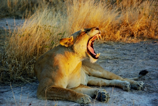 South Luangwa Lion, mobile Safaris Adventure Purists 