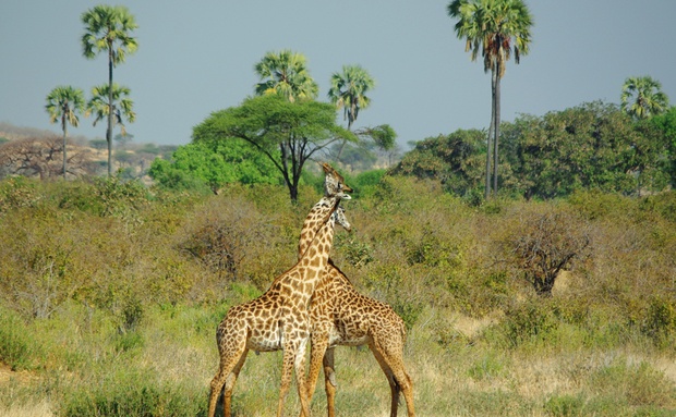 Giraffes Zambia safari