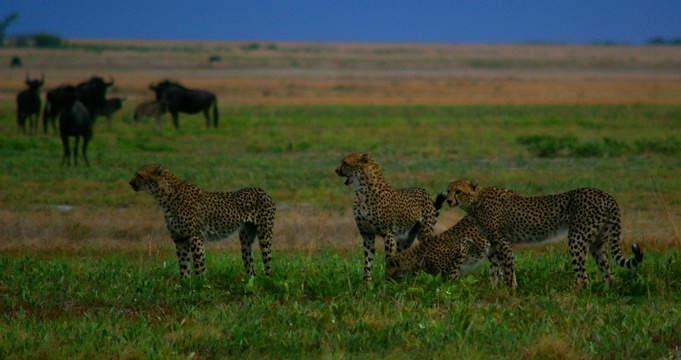 Liuwa Cheetah hunting