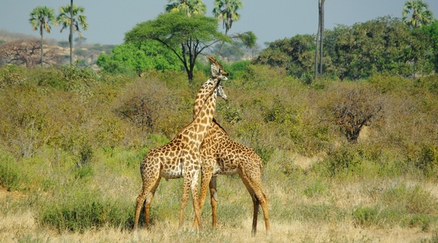 Giraffes Zambia safari