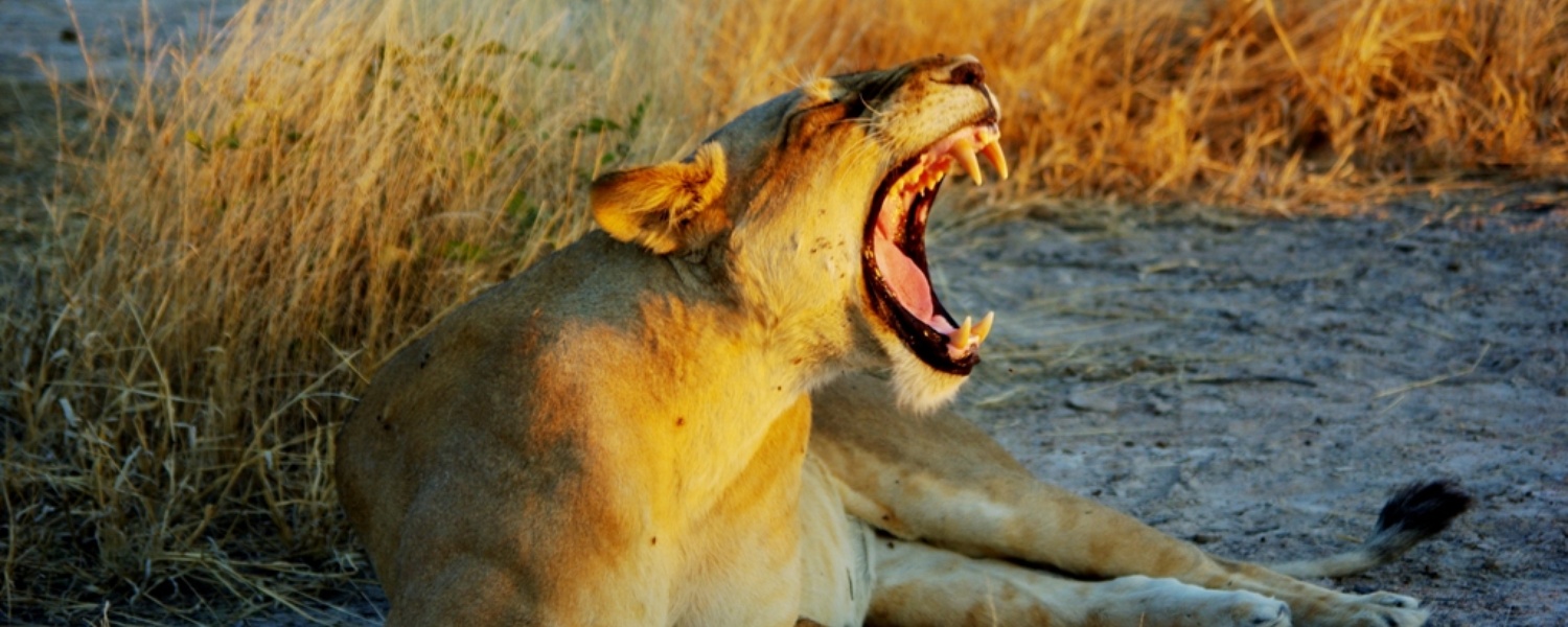 South Luangwa Lion, mobile Safaris Adventure Purists 